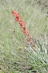Puya tuberosa