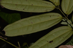 Ripogonum discolor