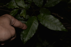 Alectryon subcinereus