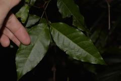 Alectryon subcinereus