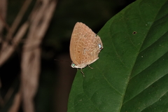 Arhopala epimuta