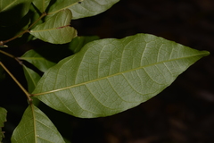 Alectryon subcinereus