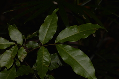 Alectryon subcinereus