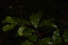 Alectryon subcinereus