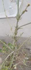 Launaea mucronata