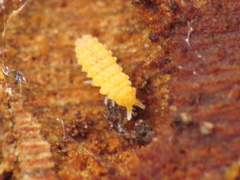 Bilobella aurantiaca