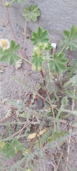 Malva parviflora