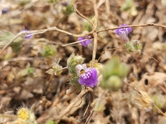 Hygrophila serpyllum
