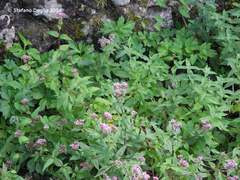 Eupatorium cannabinum cannabinum
