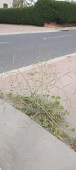 Brassica tournefortii