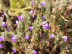 Hygrophila serpyllum