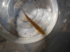 Oreonectes platycephalus