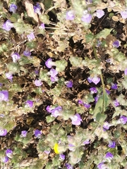 Hygrophila serpyllum