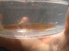 Oreonectes platycephalus