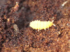 Bilobella aurantiaca