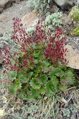 Micranthes purpurascens