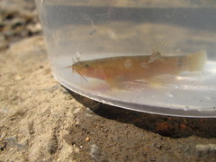 Oreonectes platycephalus