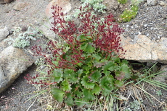 Micranthes purpurascens