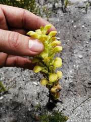 Disa sabulosa