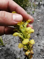 Disa sabulosa