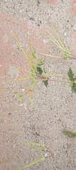 Erodium ciconium