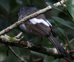 Trochocercus cyanomelas cyanomelas