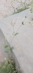 Erodium ciconium