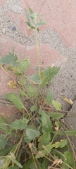 Erodium ciconium