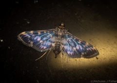 Rhimphalea sceletalis