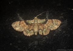 Gymnoscelis derogata