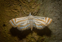 Parapoynx villidalis