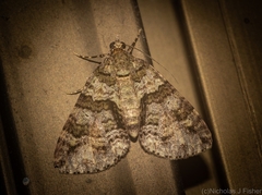 Polyclysta hypogrammata