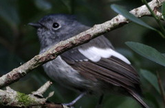 Trochocercus cyanomelas cyanomelas