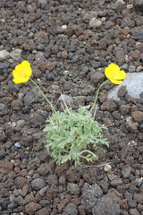 Papaver microcarpum