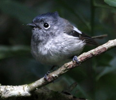 Trochocercus cyanomelas cyanomelas