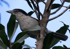 Dryoscopus cubla cubla