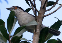 Dryoscopus cubla cubla