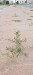 Oligomeris linifolia