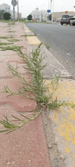 Oligomeris linifolia