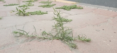 Oligomeris linifolia