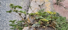 Malva parviflora