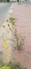 Senecio glaucus