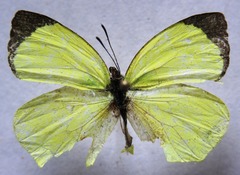 Abaeis xantochlora xantochlora