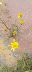 Senecio glaucus