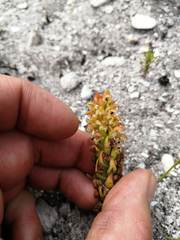 Disa pygmaea