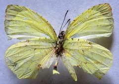 Abaeis xantochlora xantochlora