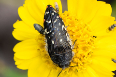 Acmaeodera rubronotata
