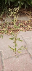 Chenopodiastrum murale