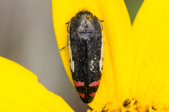 Acmaeodera chiricahuae