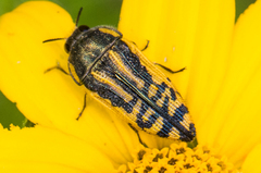 Acmaeodera amplicollis